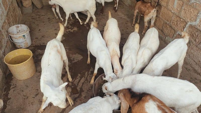 goats for qurbani 2025 9