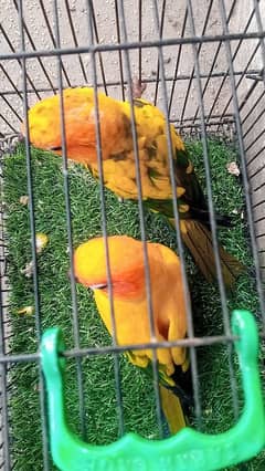 Sunconure