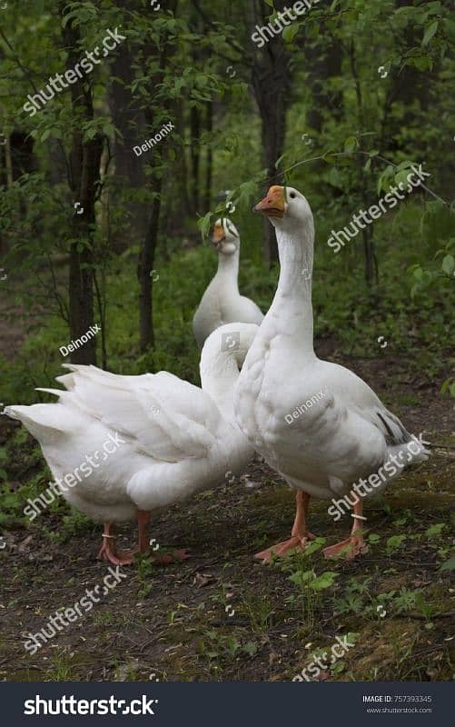 Best duck as you need if order will coprate with you 0