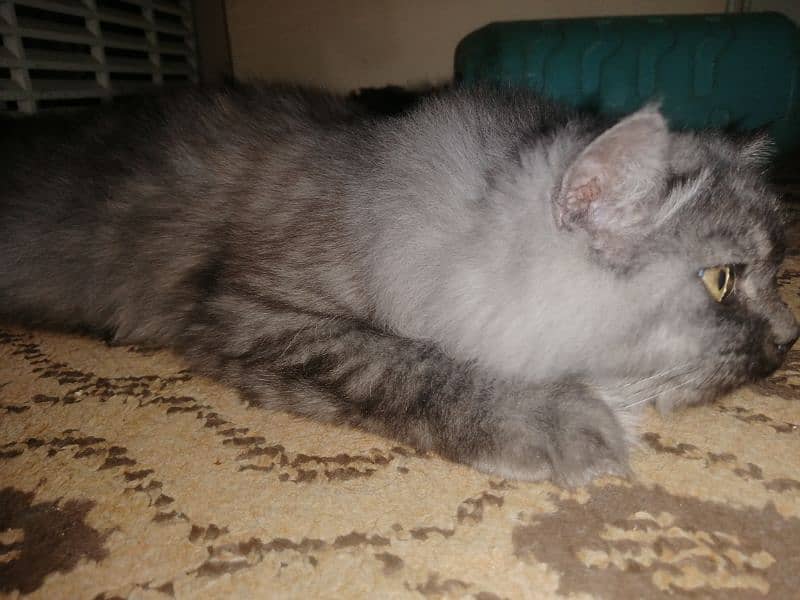 Purebred [Birman] Cat for Sale - Healthy and Playful!" 4