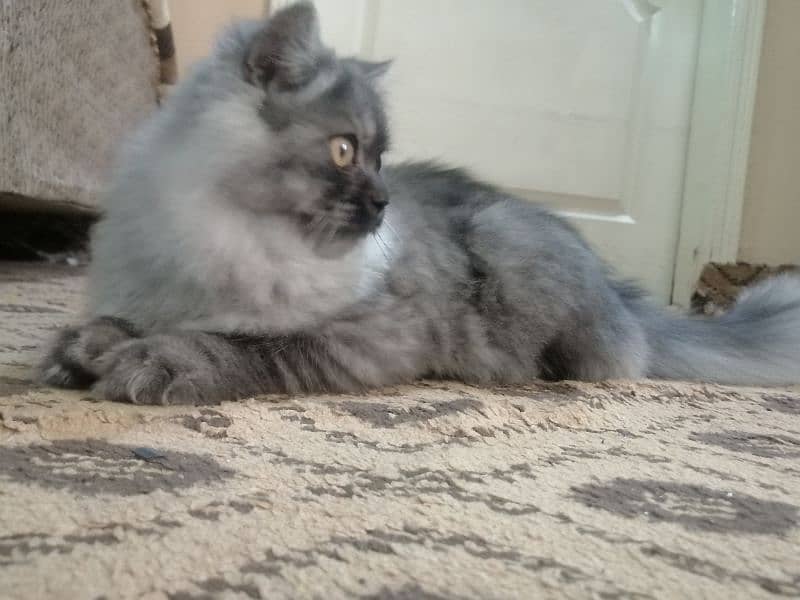 Purebred [Birman] Cat for Sale - Healthy and Playful!" 7