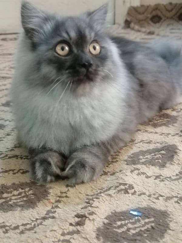 Purebred [Birman] Cat for Sale - Healthy and Playful!" 9