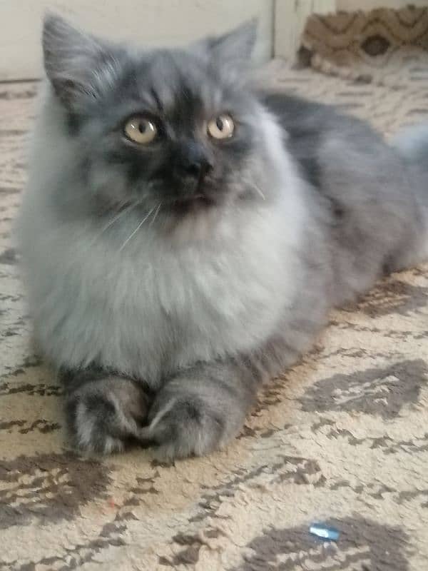 Purebred [Birman] Cat for Sale - Healthy and Playful!" 10