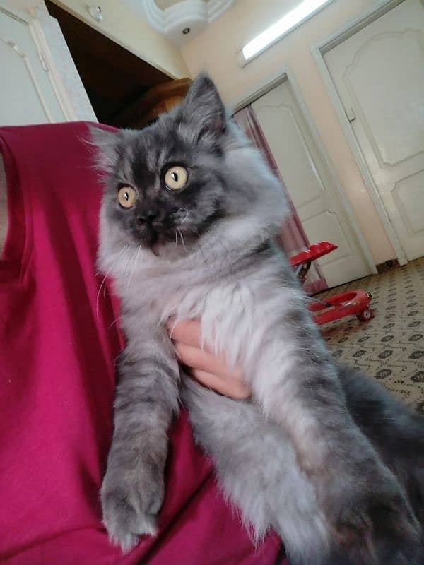 Purebred [Birman] Cat for Sale - Healthy and Playful!" 11