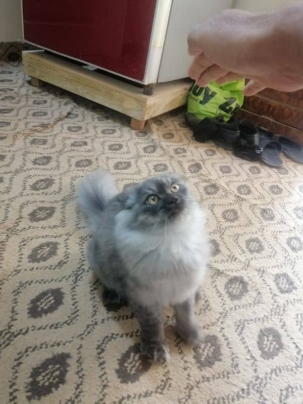 Purebred [Birman] Cat for Sale - Healthy and Playful!" 13