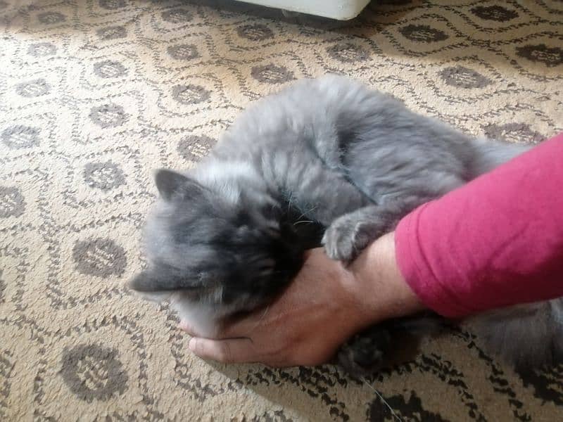 Purebred [Birman] Cat for Sale - Healthy and Playful!" 16