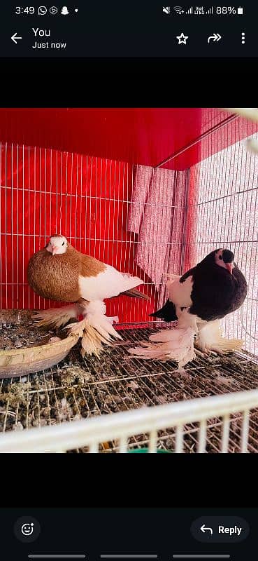 pigeons for sale 2