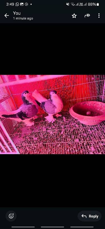 pigeons for sale 4