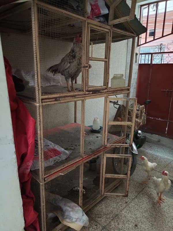 Hens cage 1