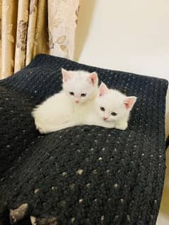 Persian kittens