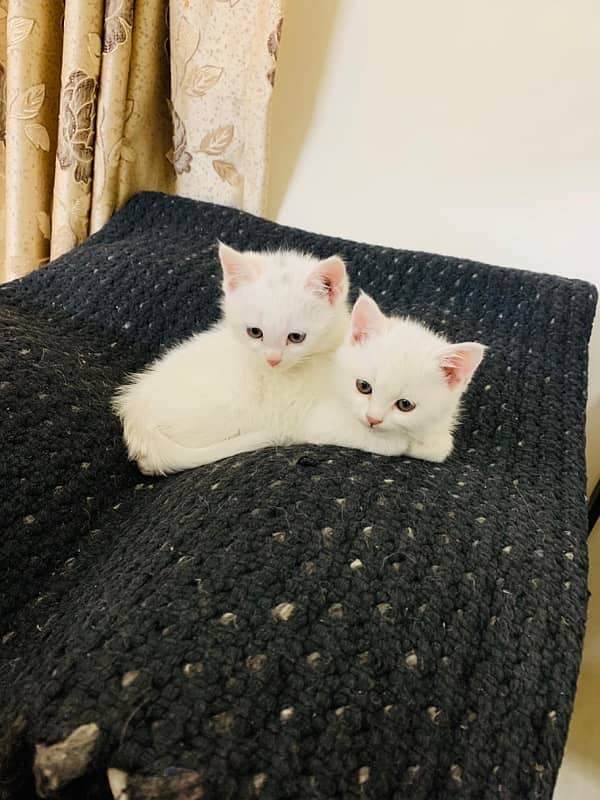 Persian kittens 0