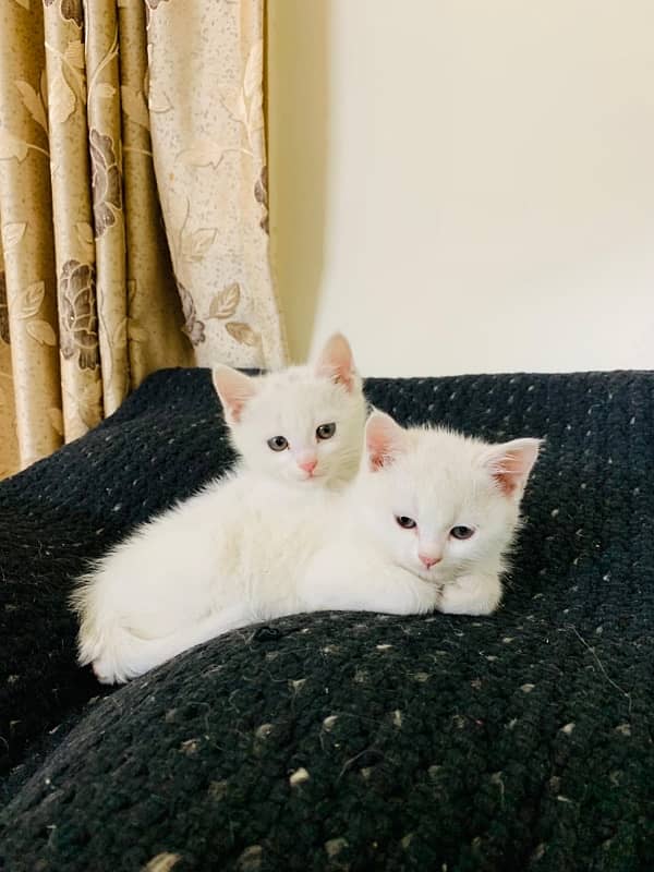 Persian kittens 1