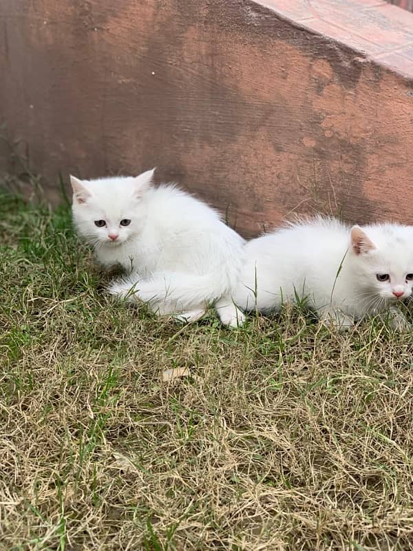 Persian kittens 7