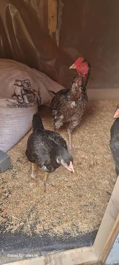 i am selling aseel male and two female one female egg laying