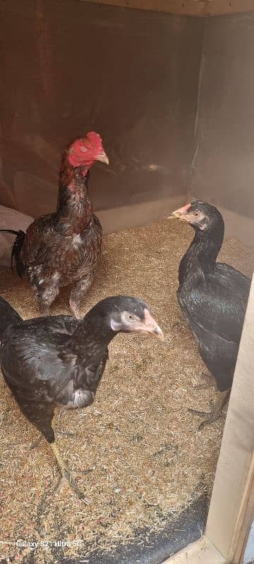 i am selling aseel male and two female one female egg laying 1