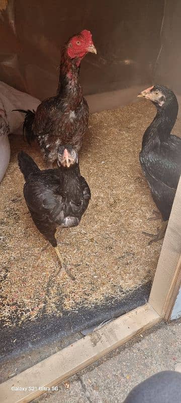 i am selling aseel male and two female one female egg laying 2