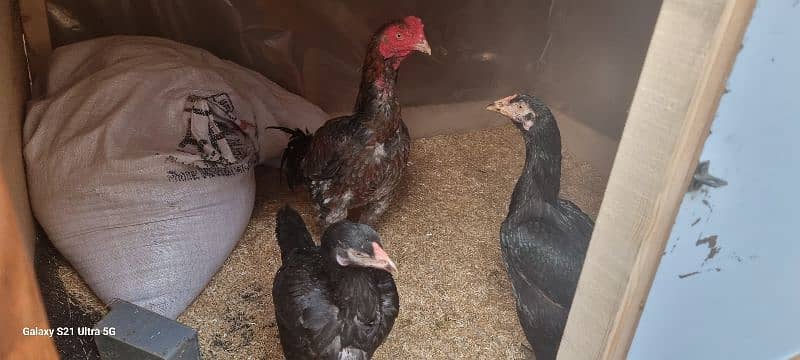 i am selling aseel male and two female one female egg laying 3