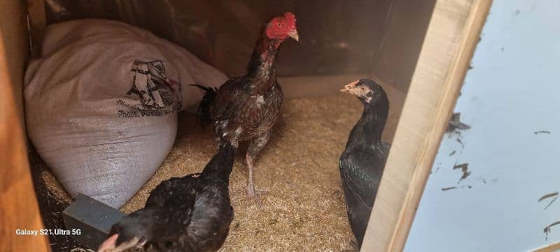 i am selling aseel male and two female one female egg laying 4