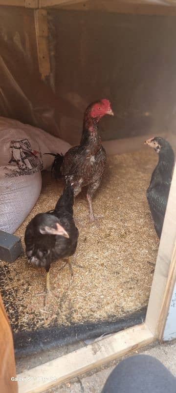 i am selling aseel male and two female one female egg laying 5