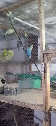 Australia parrot selling