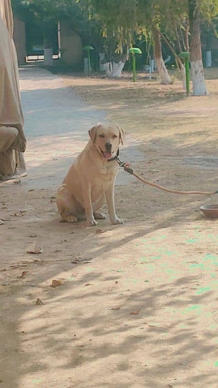 dog urgent for sale in bani galla 0