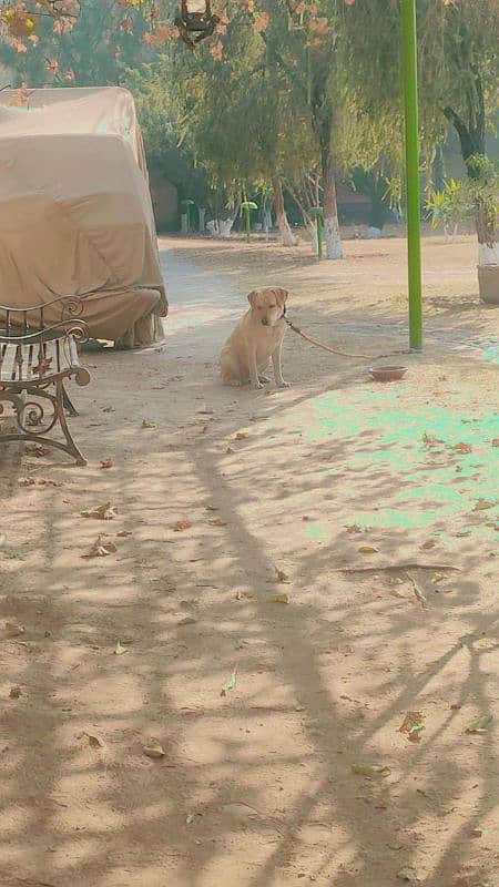 dog urgent for sale in bani galla 1