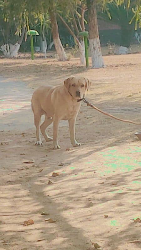 dog urgent for sale in bani galla 2