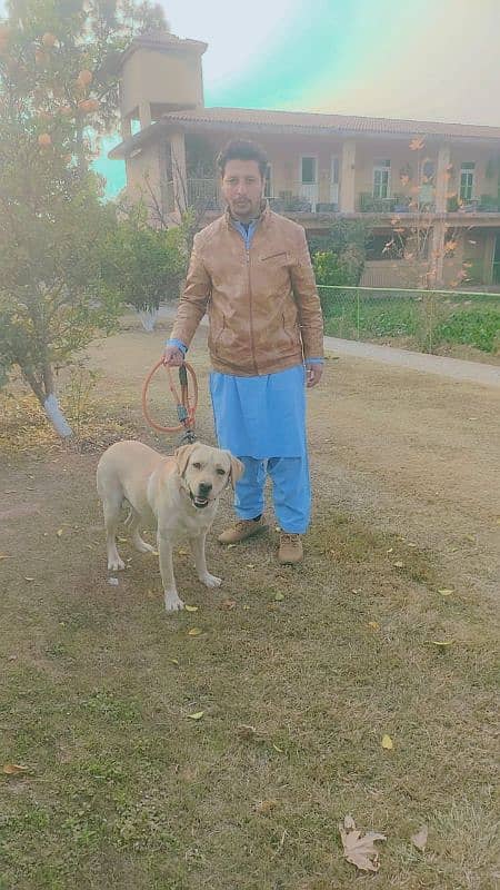 dog urgent for sale in bani galla 3