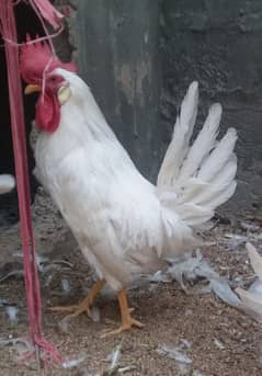 White murghy/cock/rooster