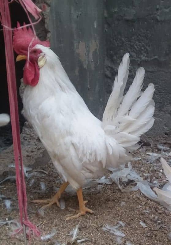 White murghy/cock/rooster 0