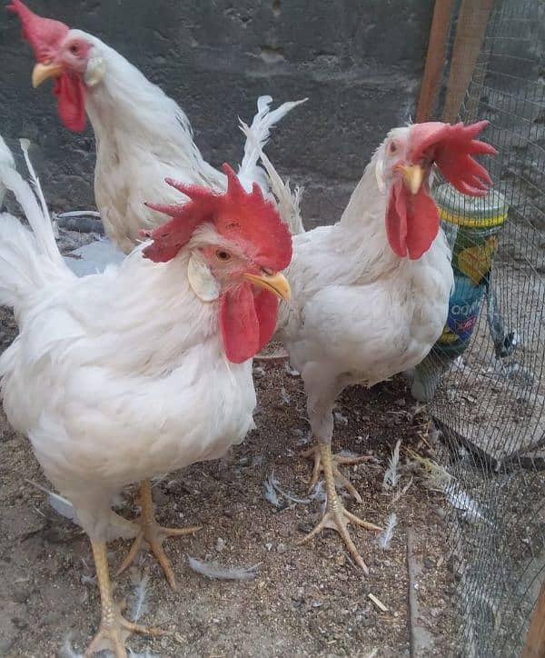 White murghy/cock/rooster 1