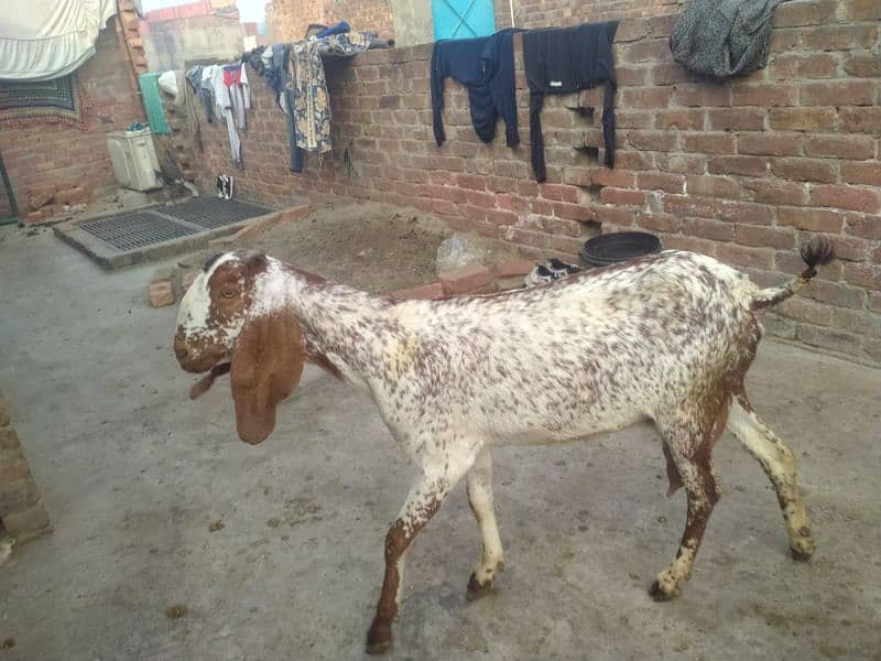 bakri makhi cheeni 03234438191 1