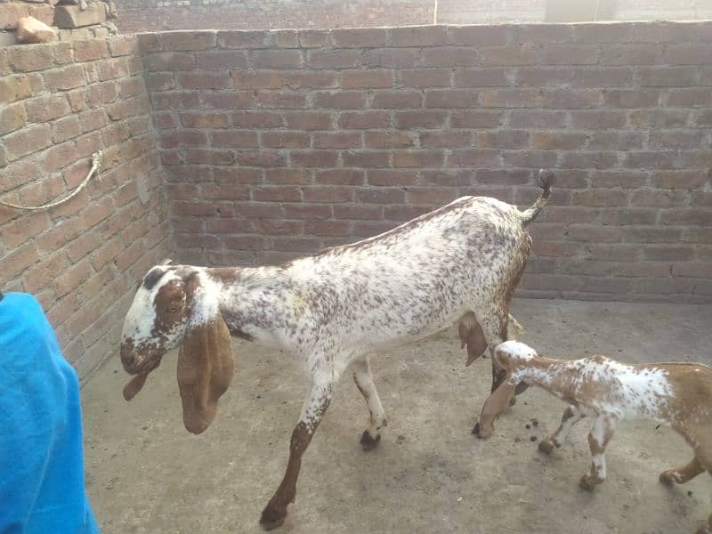 bakri makhi cheeni 03234438191 6