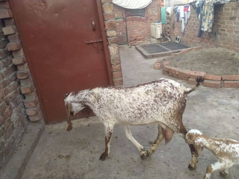 bakri makhi cheeni 03234438191 7