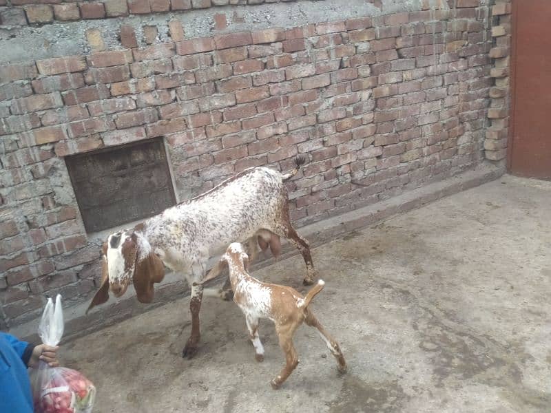 bakri makhi cheeni 03234438191 8