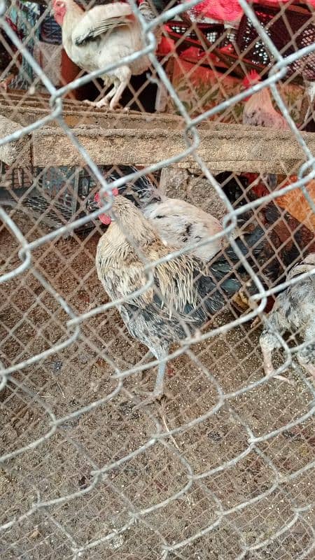 Desi hens for sale 3