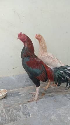 Sindhi aseel hen