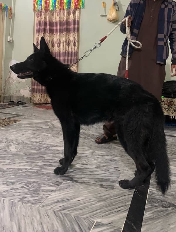 German Shepherd Pure Black 1