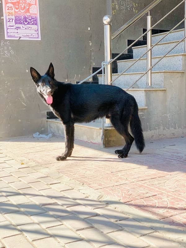 German Shepherd Pure Black 2