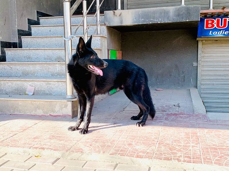 German Shepherd Pure Black 3