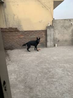 German Shepherd Pure Black