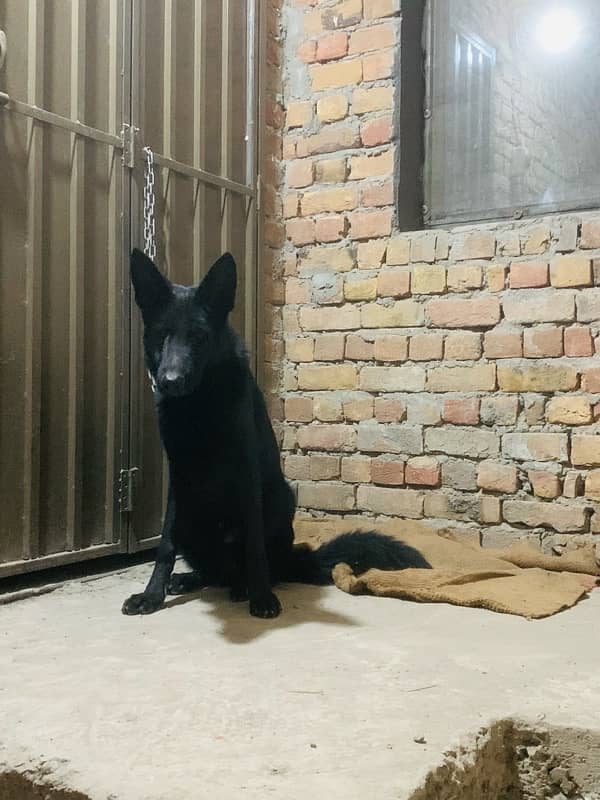 German Shepherd Pure Black 6