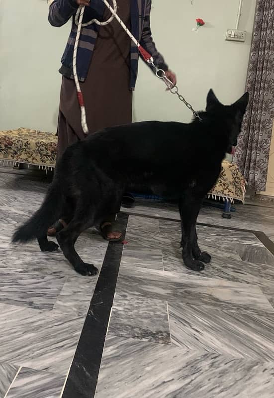 German Shepherd Pure Black 7