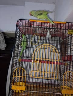 raw parrot with cage