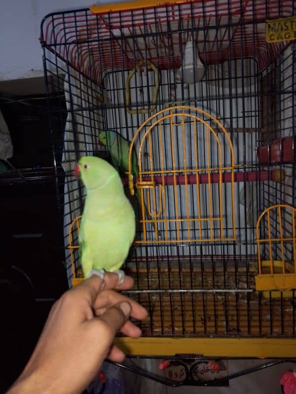 raw parrot with cage 2