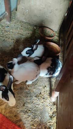 rabbits 2 pairs available for sale call (03011277756)