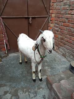 Dogli Bakri for sale