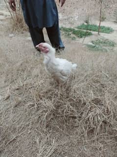 Urgent Sale 2 Aseel Heera Rooster  Nail Beak Wings Everything' fine