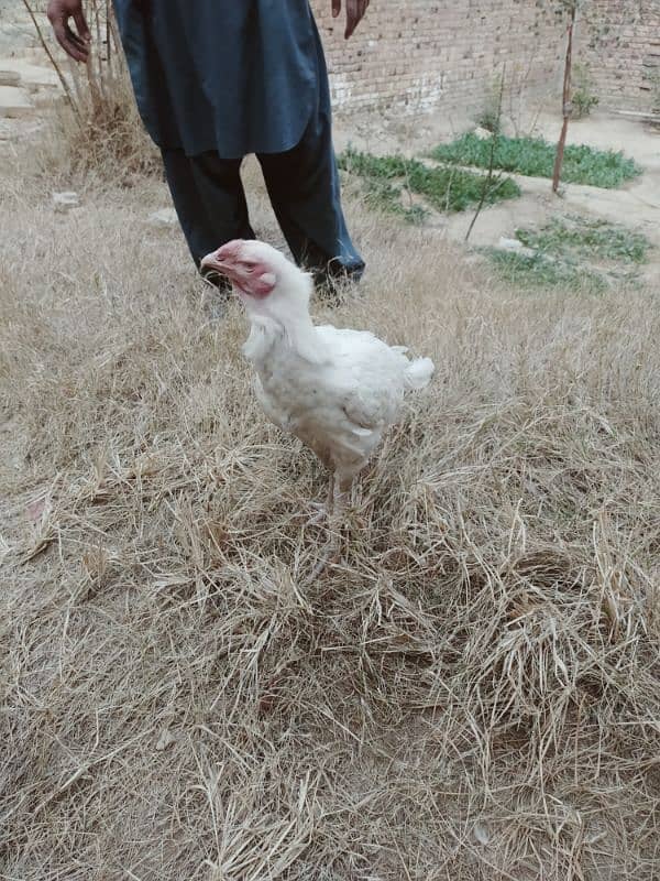 Urgent Sale 2 Aseel Heera Rooster  Nail Beak Wings Everything' fine 0