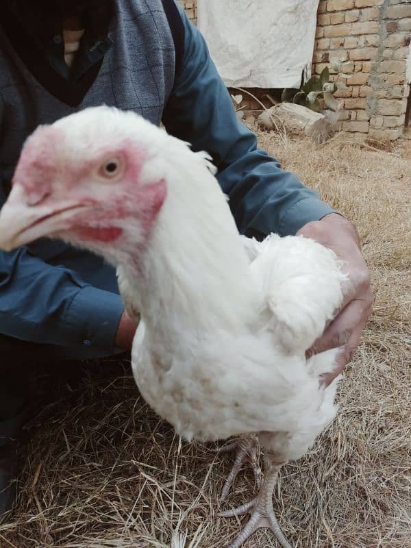 Urgent Sale 2 Aseel Heera Rooster  Nail Beak Wings Everything' fine 1